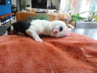 Les chiots de Bobtail