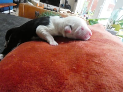 Les chiots de Bobtail
