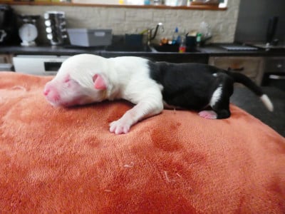 Les chiots de Bobtail
