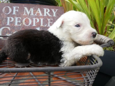 Les chiots de Bobtail