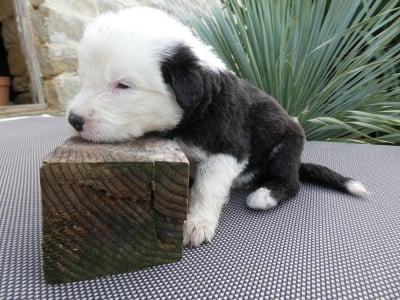 Les chiots de Bobtail