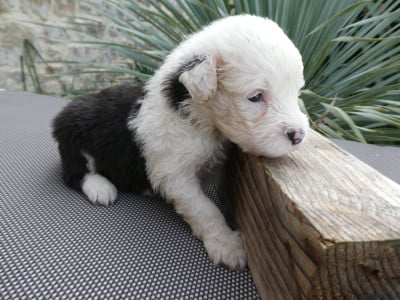Les chiots de Bobtail