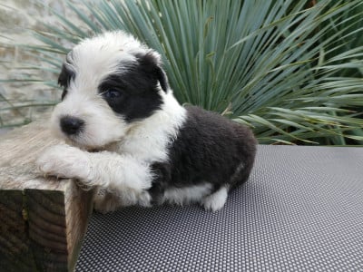 Les chiots de Bobtail