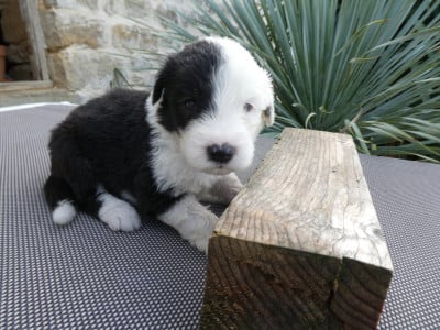 Les chiots de Bobtail