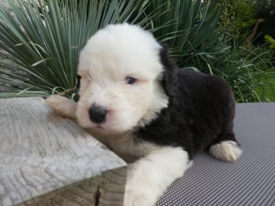 Les chiots de Bobtail