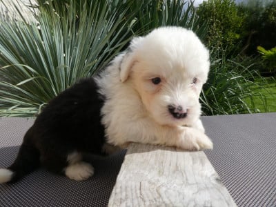 Les chiots de Bobtail