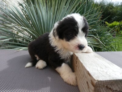 Les chiots de Bobtail