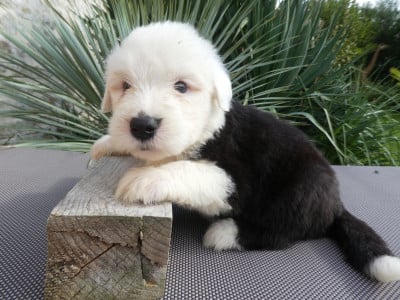 Les chiots de Bobtail