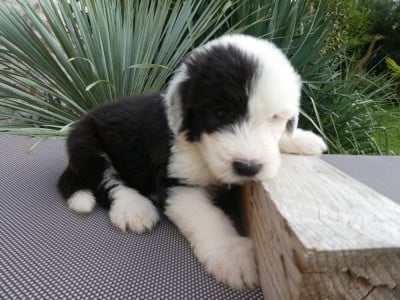 Les chiots de Bobtail