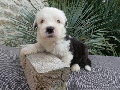 Les chiots de Bobtail