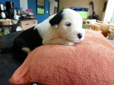 Les chiots de Bobtail