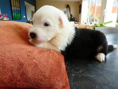 Les chiots de Bobtail