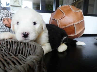 Les chiots de Bobtail
