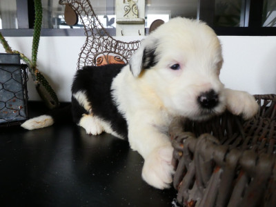 Les chiots de Bobtail