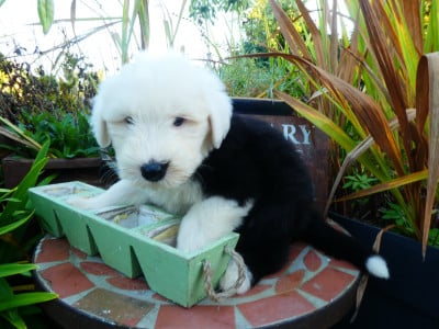 Les chiots de Bobtail