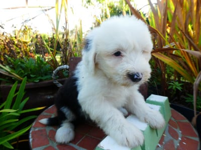 Les chiots de Bobtail