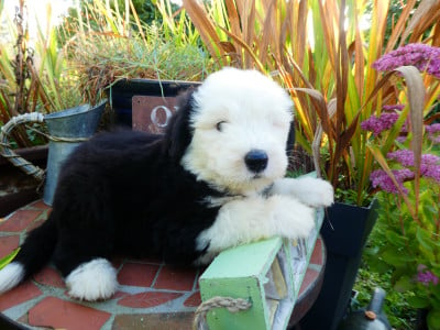 Les chiots de Bobtail