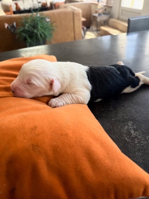 Bobtail - of Mary People