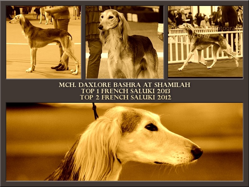 Chien - Elevage Shamilah Arabian's - eleveur de chiens Saluki