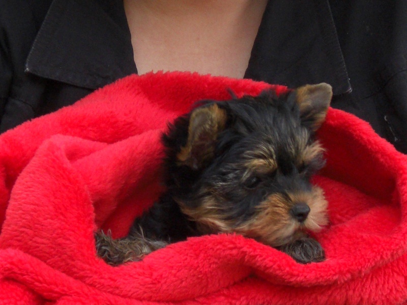 Publication : du Domaine de Milady Auteur : MAX GIOVANNANGELI