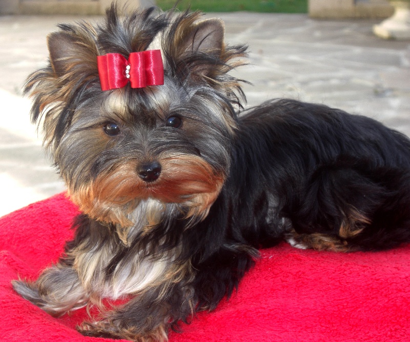 Publication : du Domaine de Milady Auteur : MAX GIOVANNANGELI