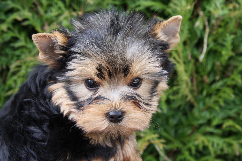 Publication : Du domaine de monderlay