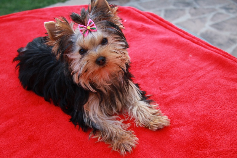 Publication : Du domaine de monderlay