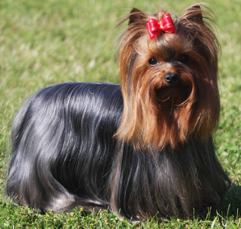 Cochise du domaine des lords de fanellie - RCACS