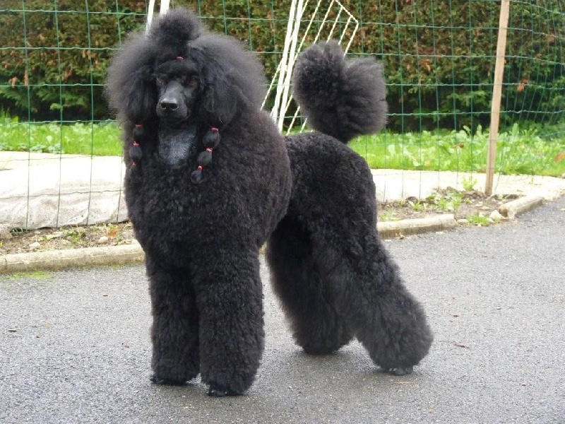 CH. Divine ydille de Yupendi - 1 er Excellent CACS CACIB