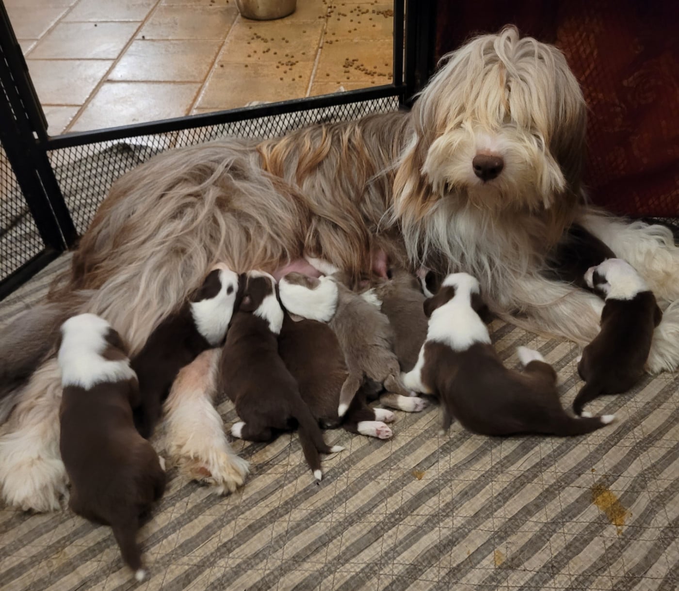 Chiot N°1 - Bearded Collie