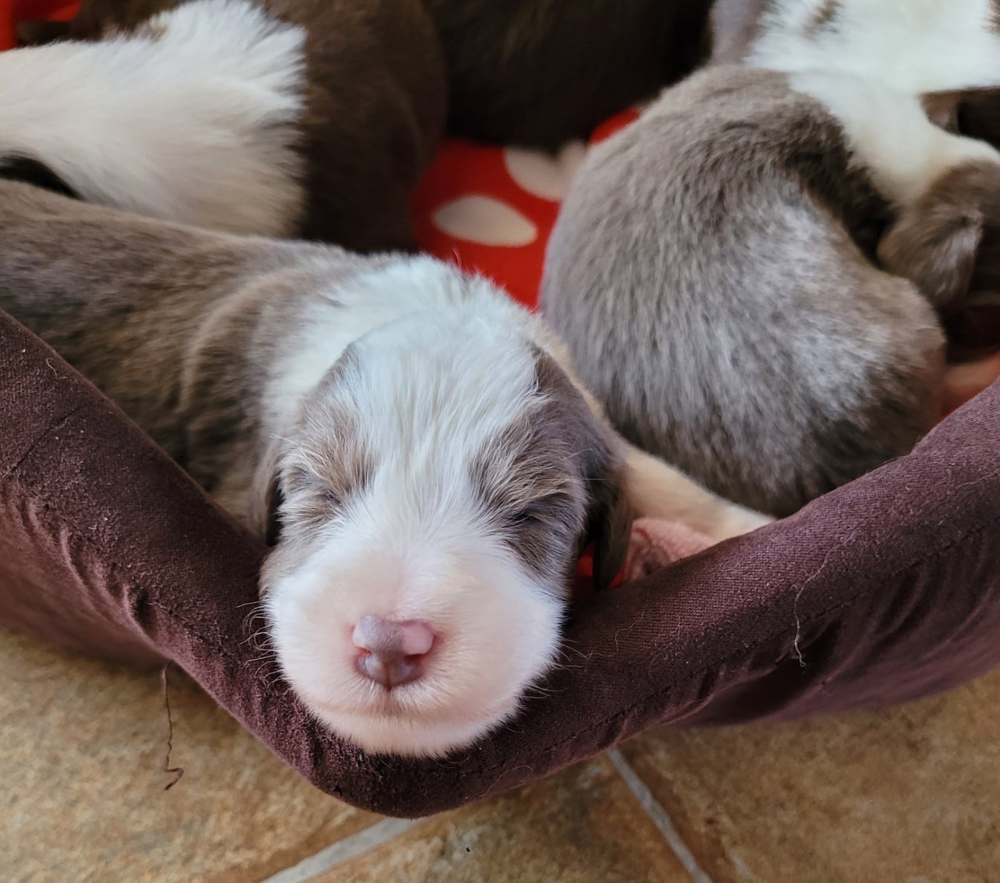 Chiot N°7 - Bearded Collie