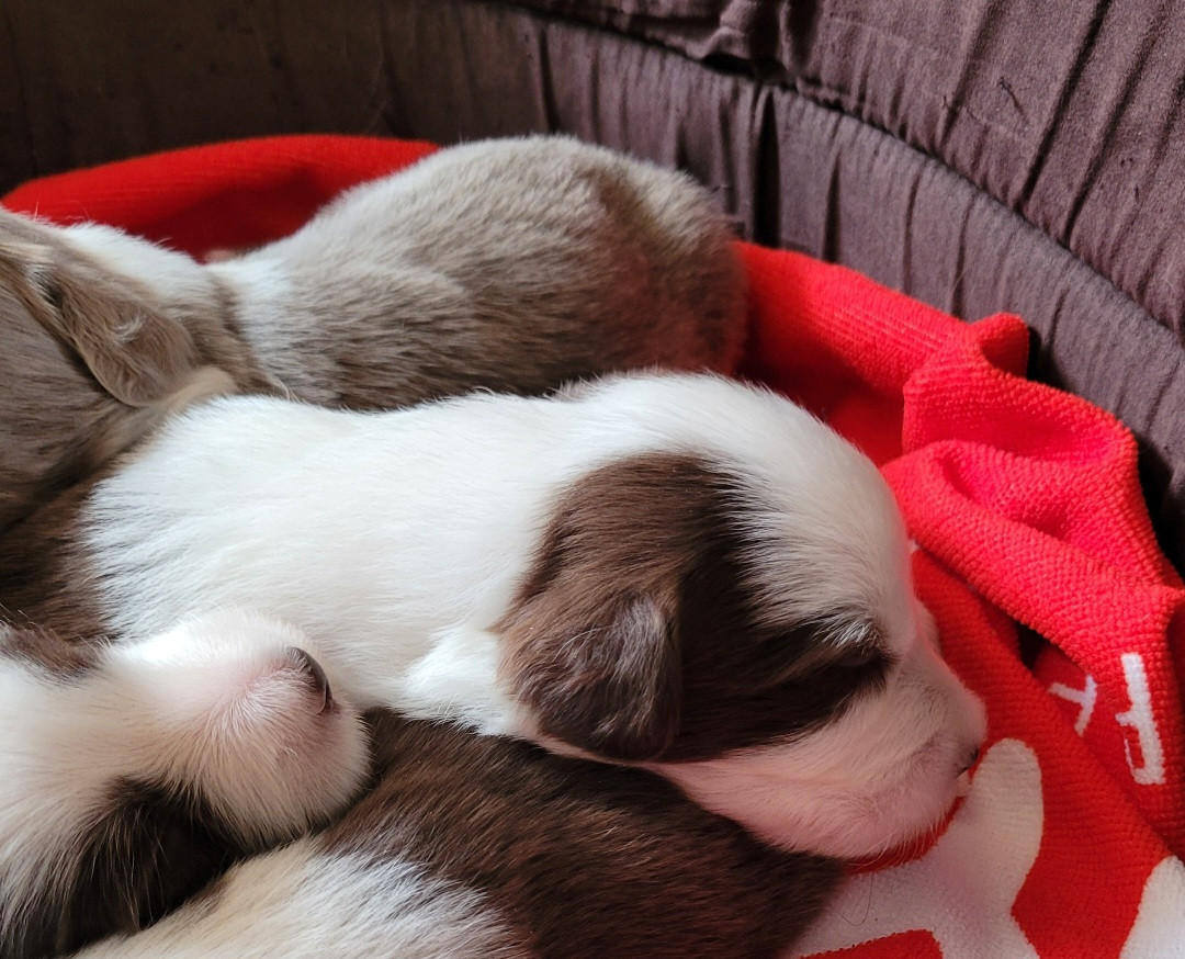 Chiot N°9 - Bearded Collie