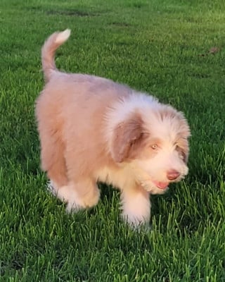Les chiots de Bearded Collie