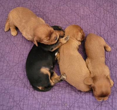 Cavalier King Charles Spaniel