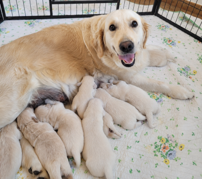 Les chiots de Golden Retriever