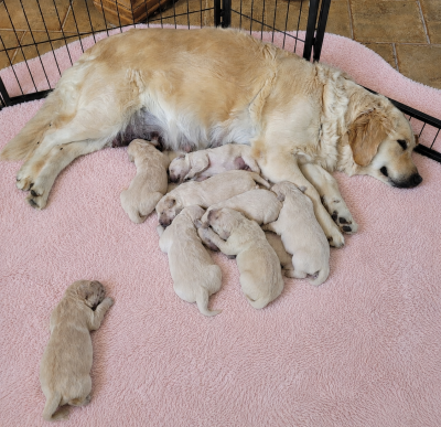 Les chiots de Golden Retriever