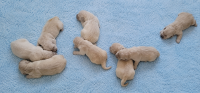 Les chiots de Golden Retriever