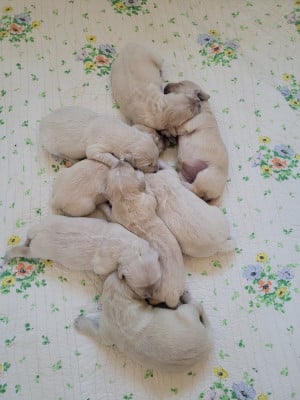 Les chiots de Golden Retriever