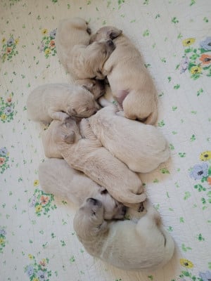 Les chiots de Golden Retriever