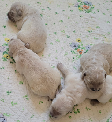Les chiots de Golden Retriever
