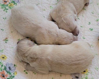 Les chiots de Golden Retriever
