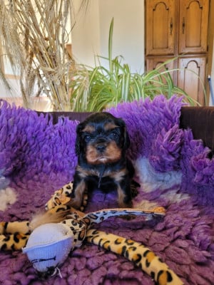 Les chiots de Cavalier King Charles Spaniel