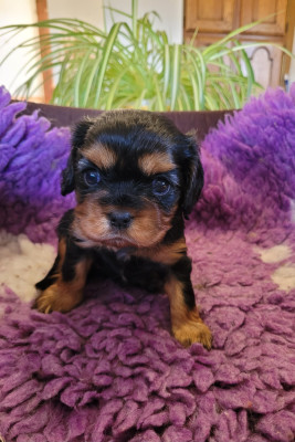 Les chiots de Cavalier King Charles Spaniel