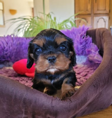 Les chiots de Cavalier King Charles Spaniel