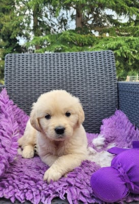 Les chiots de Golden Retriever
