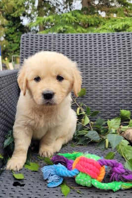 Les chiots de Golden Retriever