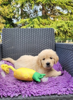 Les chiots de Golden Retriever