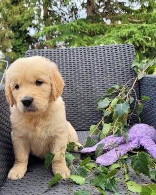Les chiots de Golden Retriever