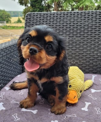 Cavalier King Charles Spaniel