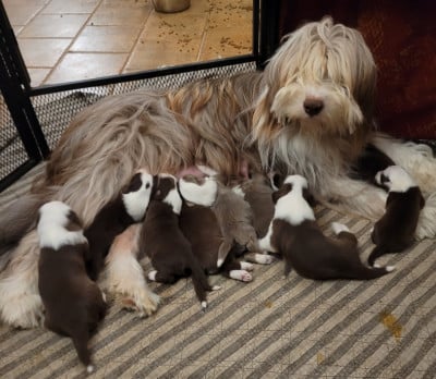Les chiots de Bearded Collie
